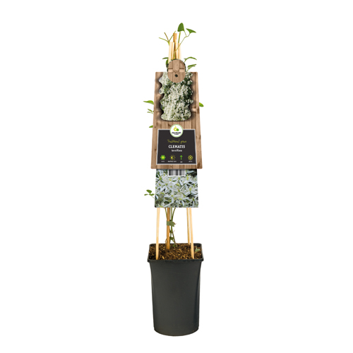 Bosrank (Clematis terniflora) H 75