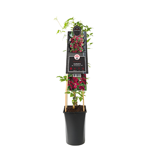 Bosrank (Clematis vit. 'Vitiwester'® PBR) H 75