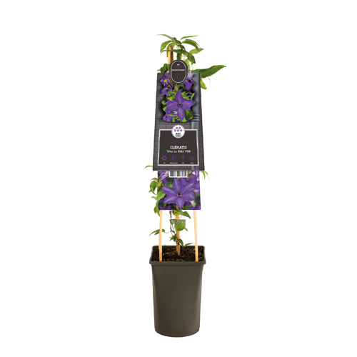 Bosrank (Clematis ‘Viva La Vida’ PBR) H 75