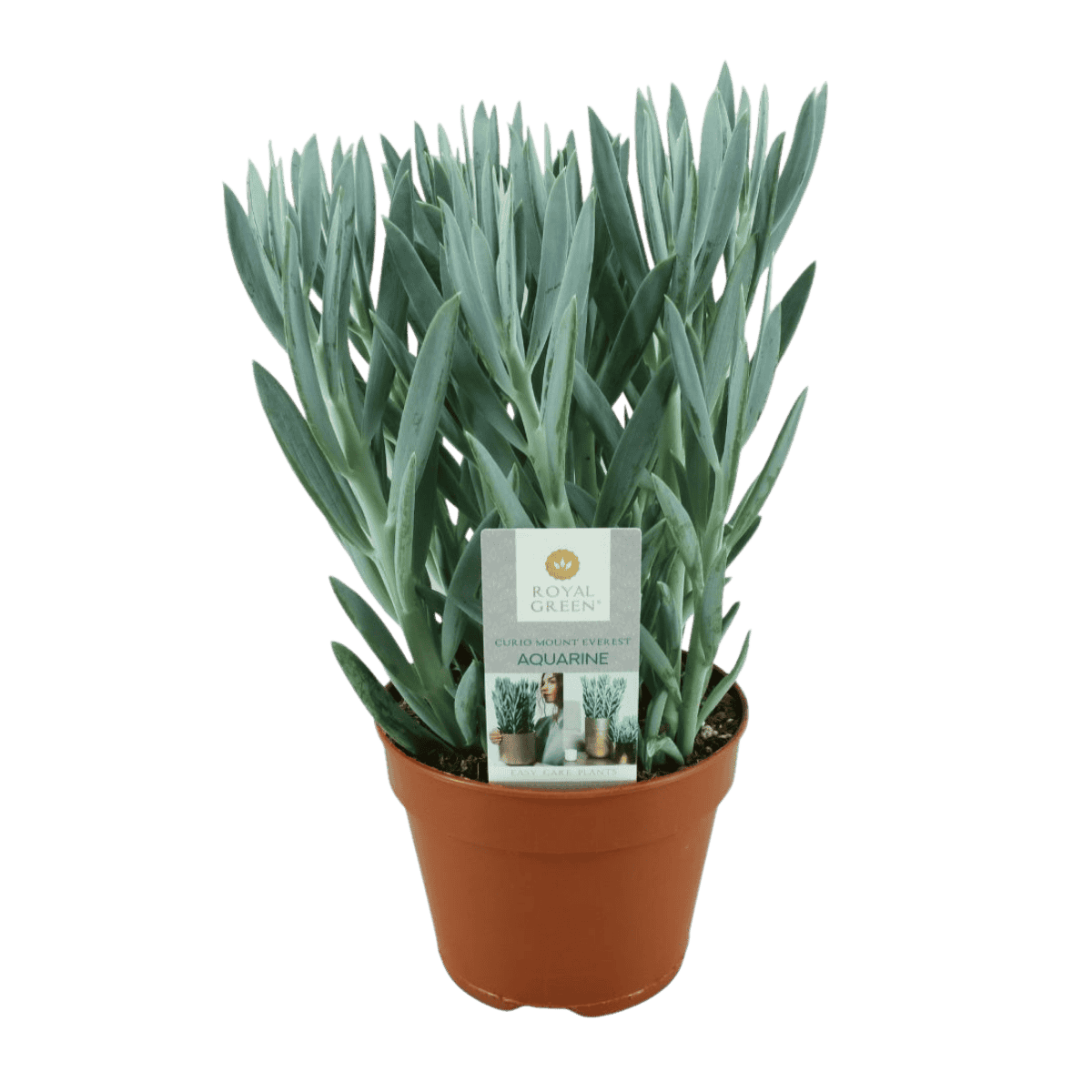 Curio Mount Everest (Senecio Ficoides) H 40 Ø 15 cm