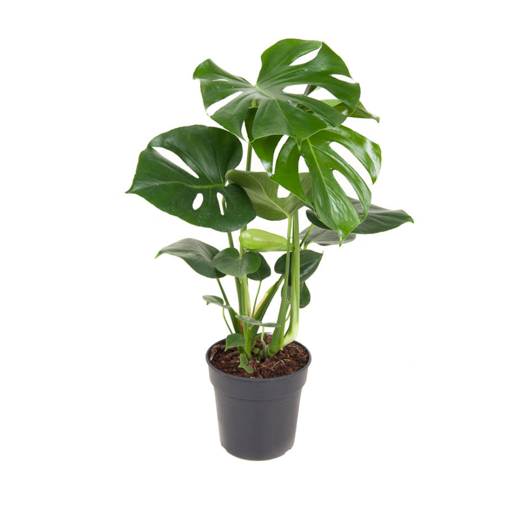 Gatenplant (Monstera Deliciousa) H 80Hoogte 80 cm
