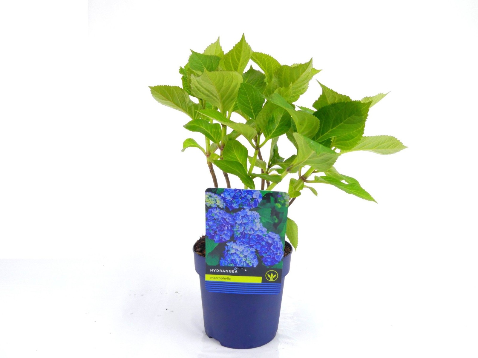 Hortensia Blauw (Hydrangea Macrophylla) H 25 ø 14 cm