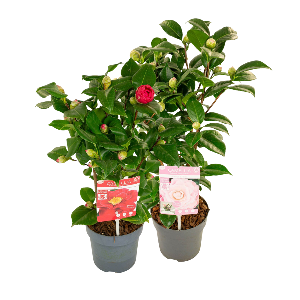 Japanse Roos (Camellia Japonica) 50 x 15 cm