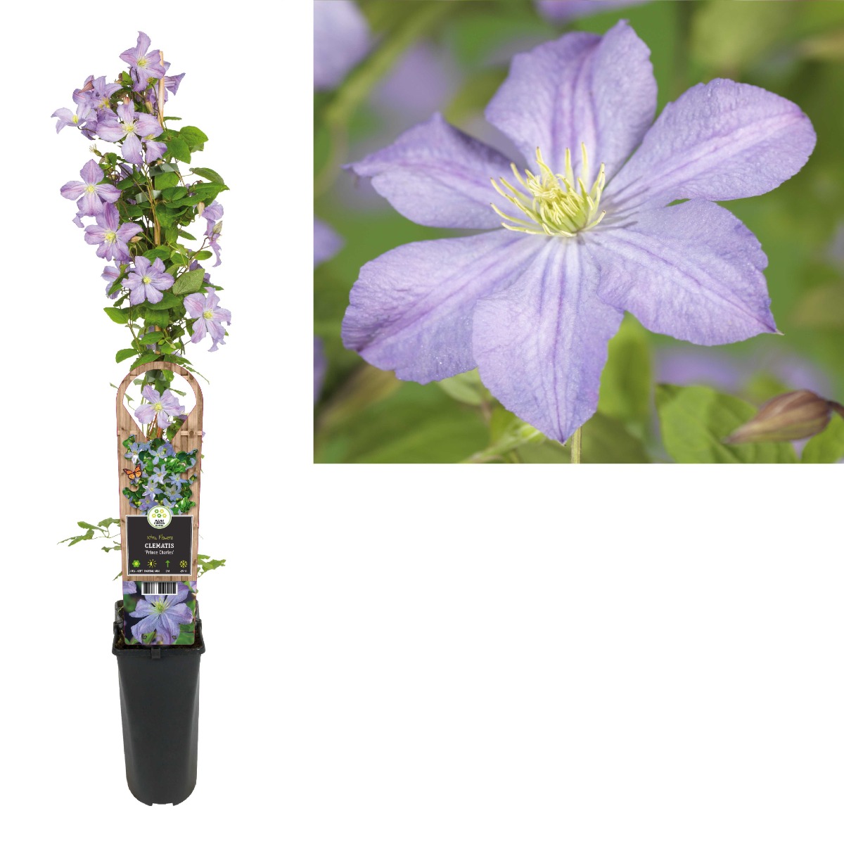 Bosrank (Clematis 'Prince Charles') H 90