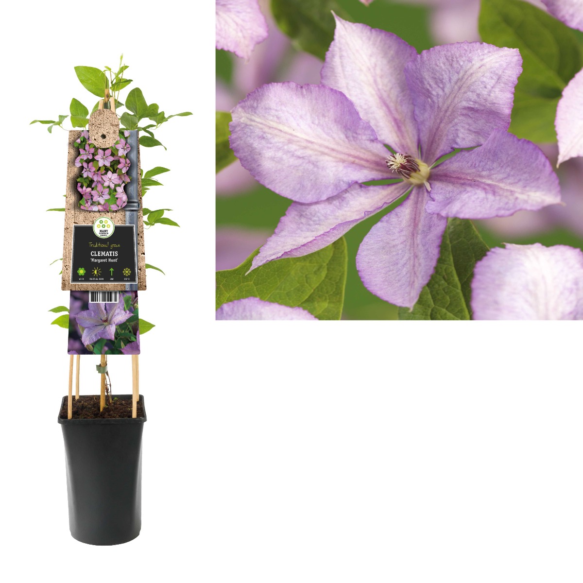 Bosrank (Clematis 'Margaret Hunt') H 75