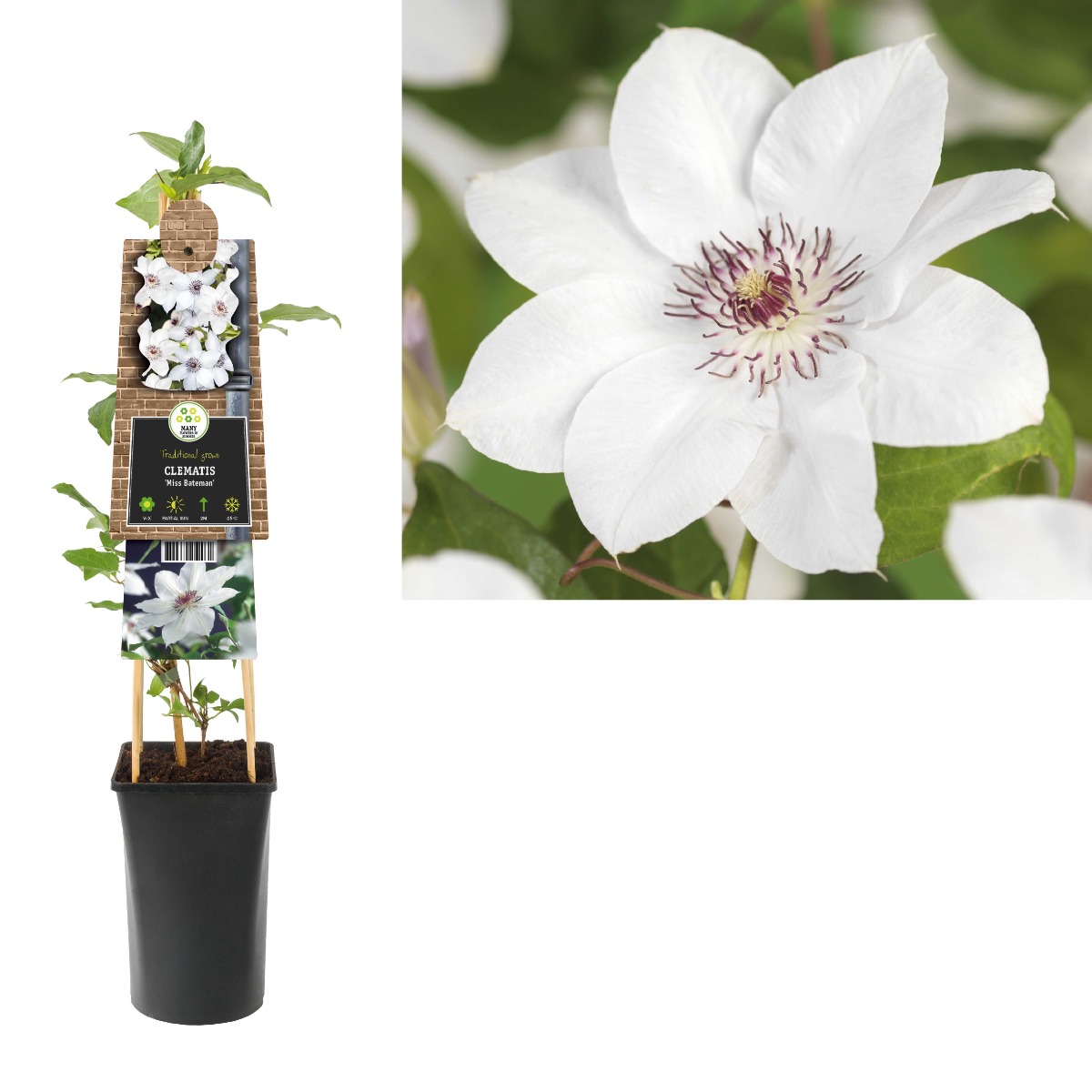 Bosrank (Clematis 'Miss Bateman') H 75