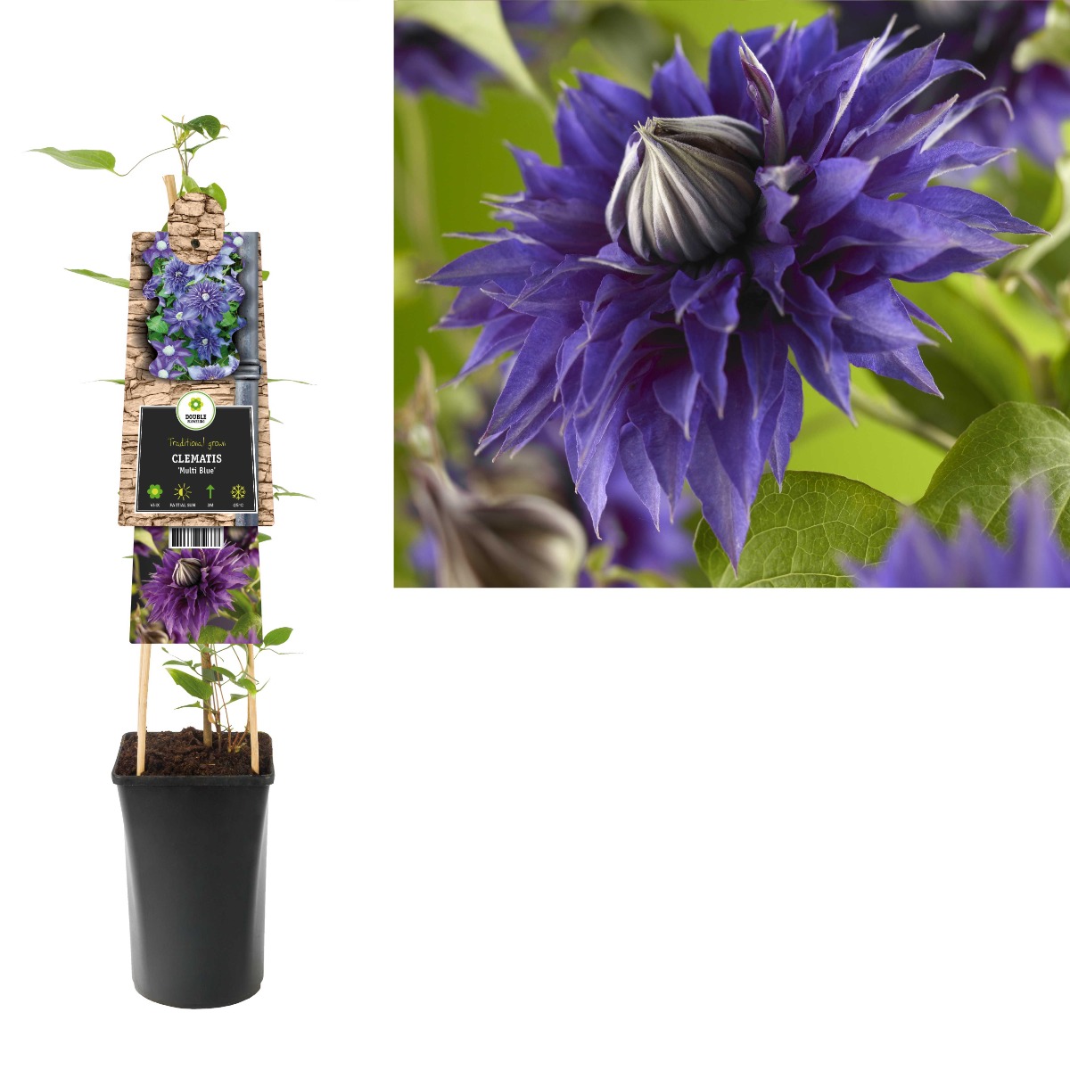 Bosrank (Clematis 'Multi Blue') H 75