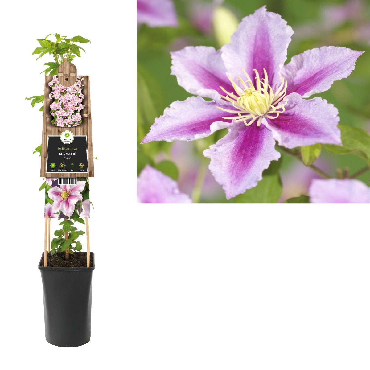 Bosrank (Clematis 'Piilu') H 75