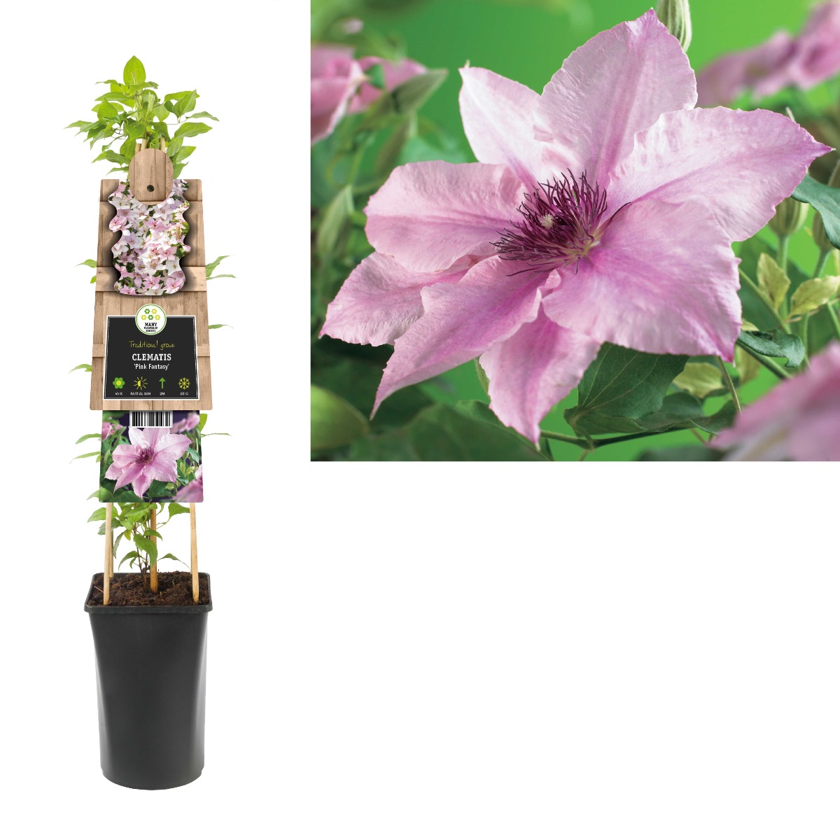 Bosrank (Clematis 'Pink Fantasy') H 75