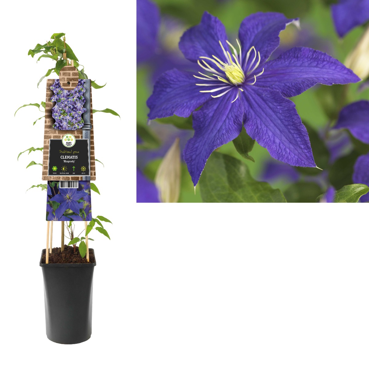 Bosrank (Clematis 'Rhapsody') H 75