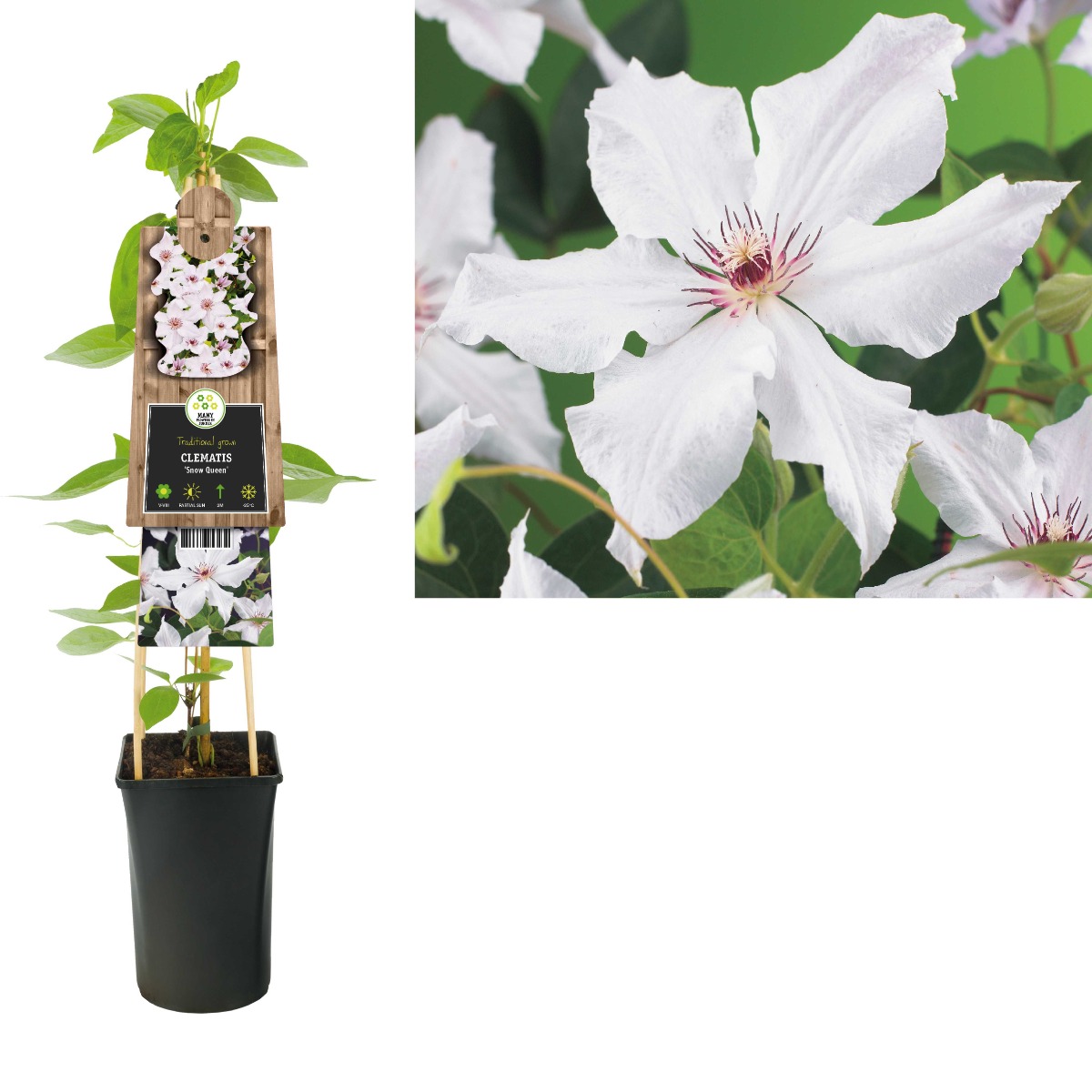 Bosrank (Clematis 'Snow Queen') H 75