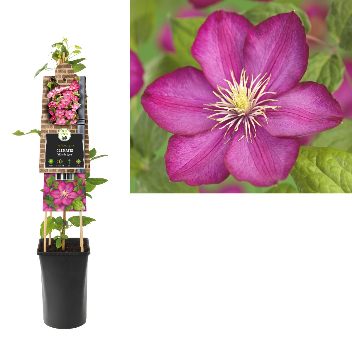Bosrank (Clematis 'Ville de Lyon') H 75