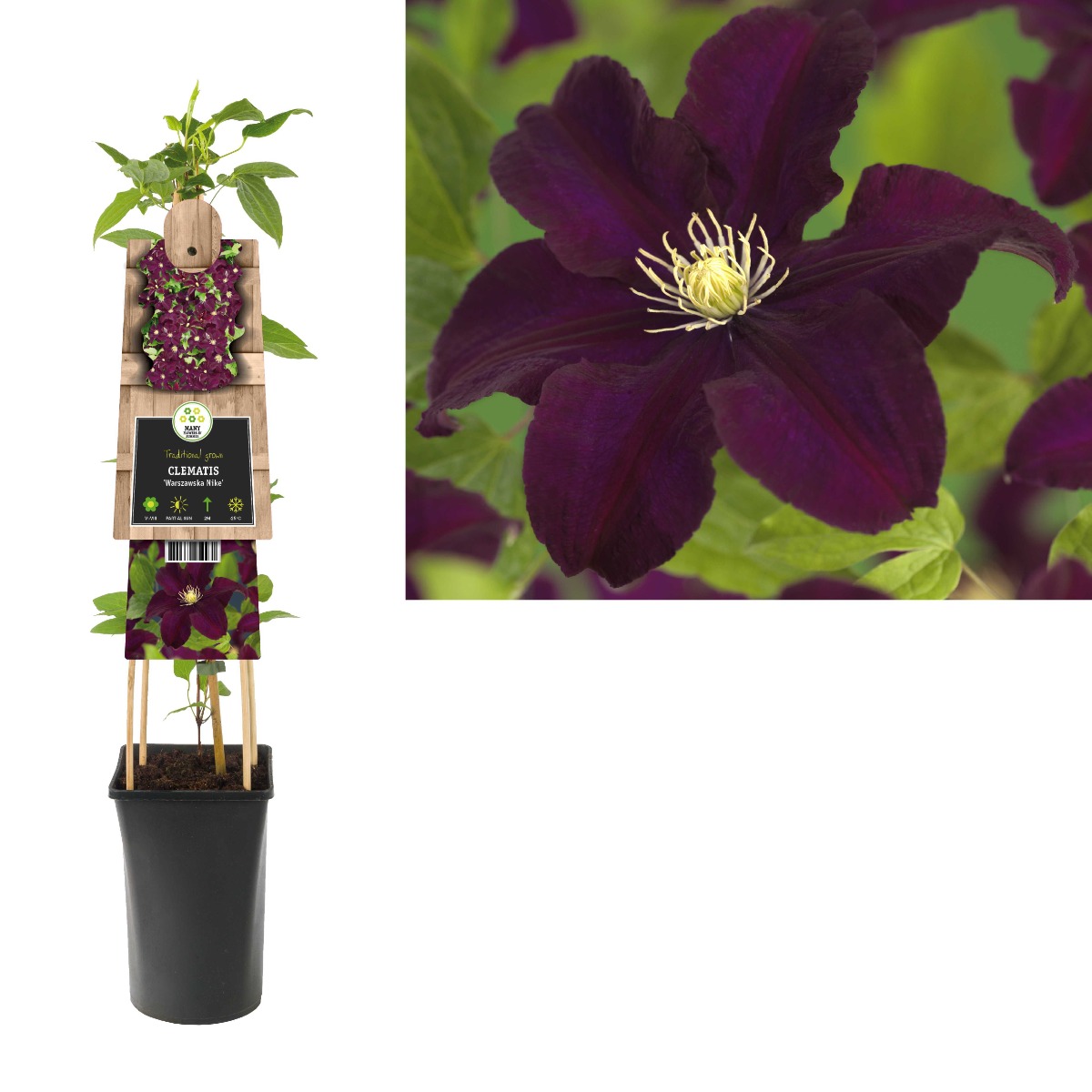 Bosrank (Clematis 'Warszawska Nike') H 75