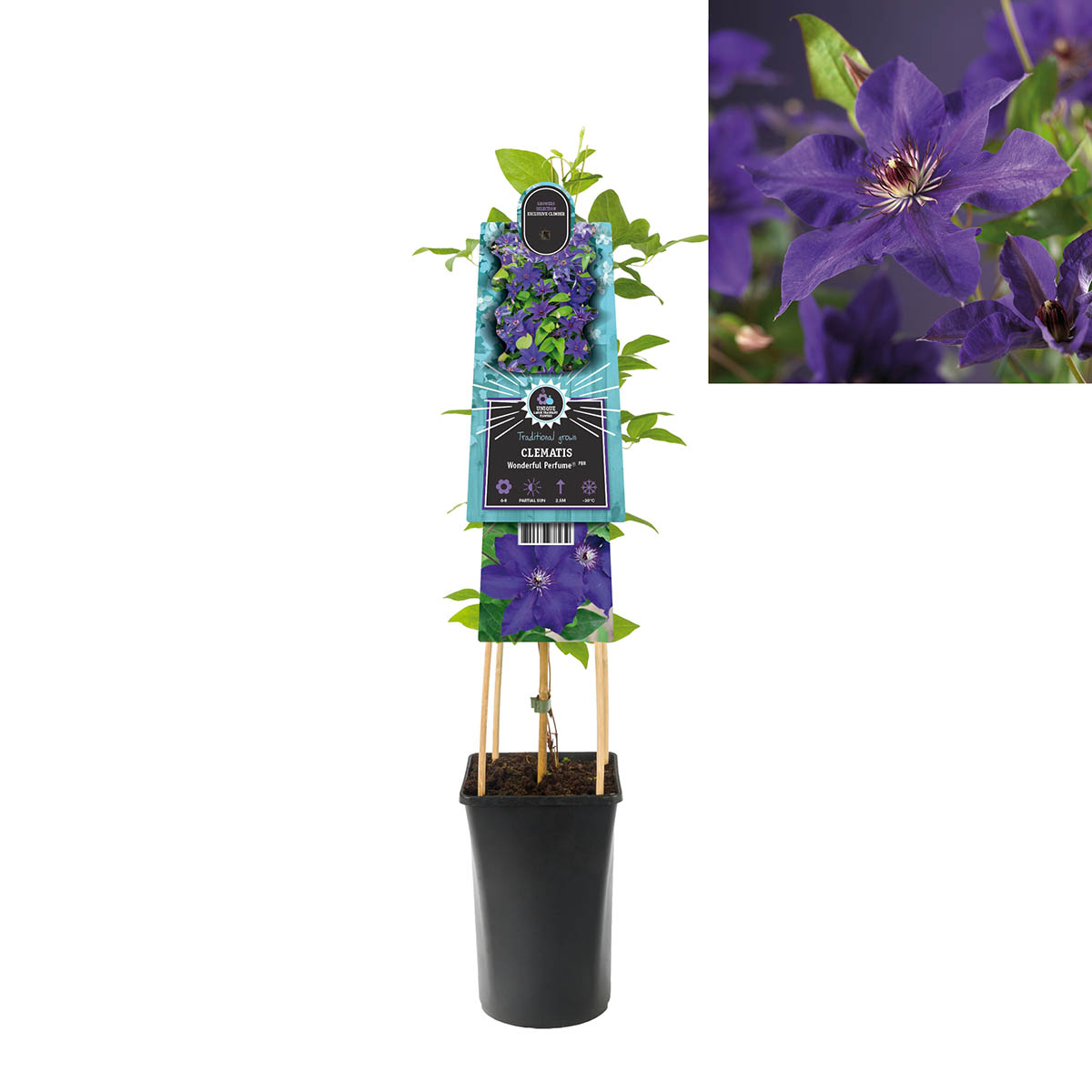 Bosrank (Clematis Wonderful Perfume PBR) H 75