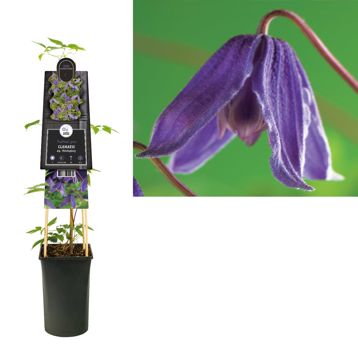 Bosrank (Clematis alp. 'Helsingborg') H 75