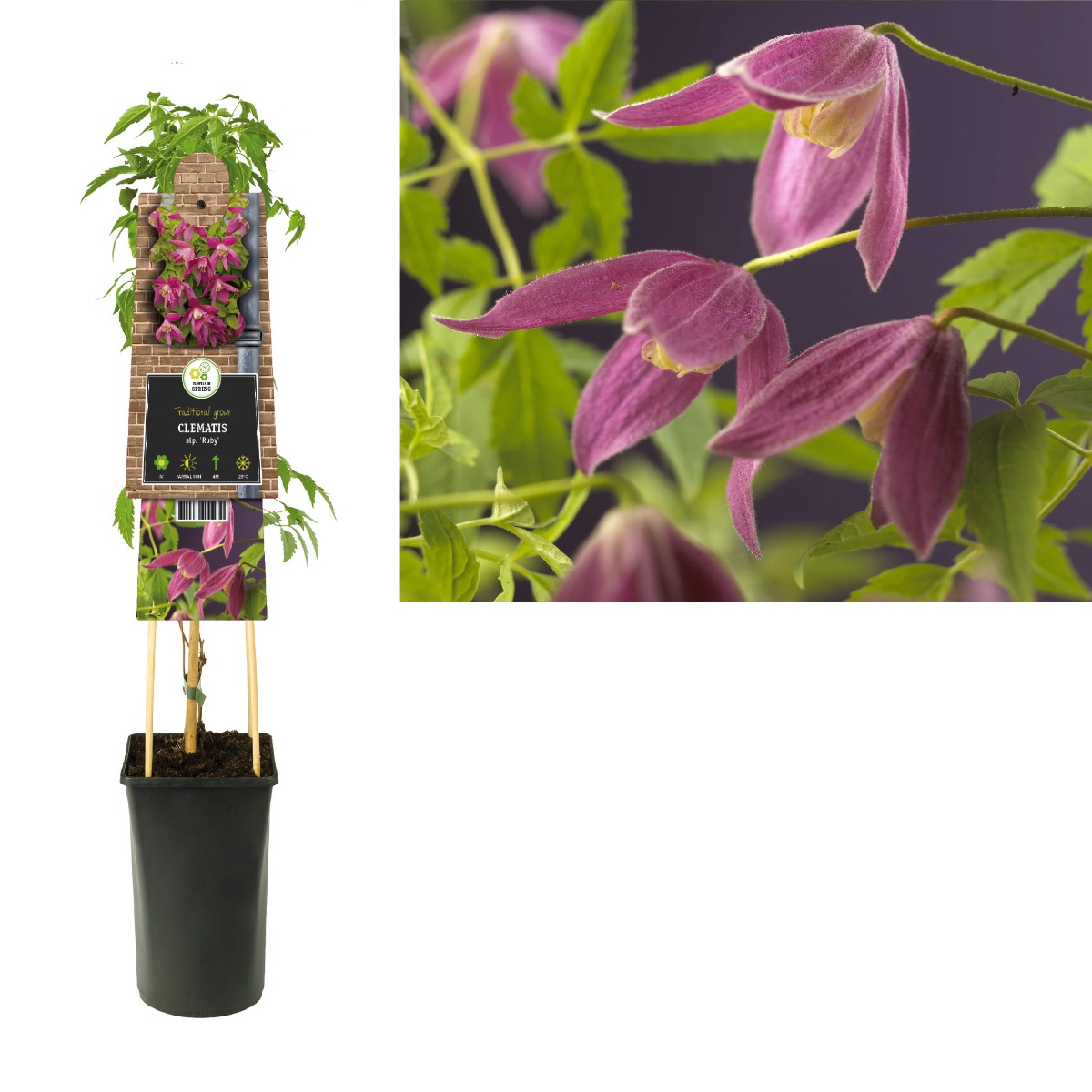 Bosrank (Clematis alp. 'Ruby') H 75