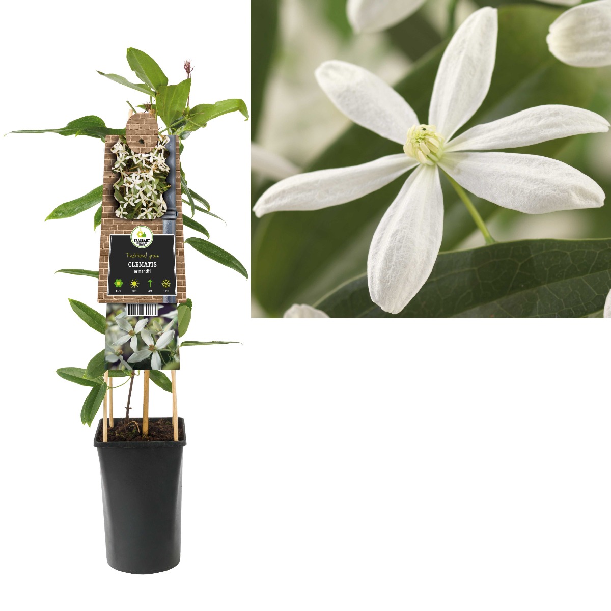 Bosrank (Clematis armandii) H 75
