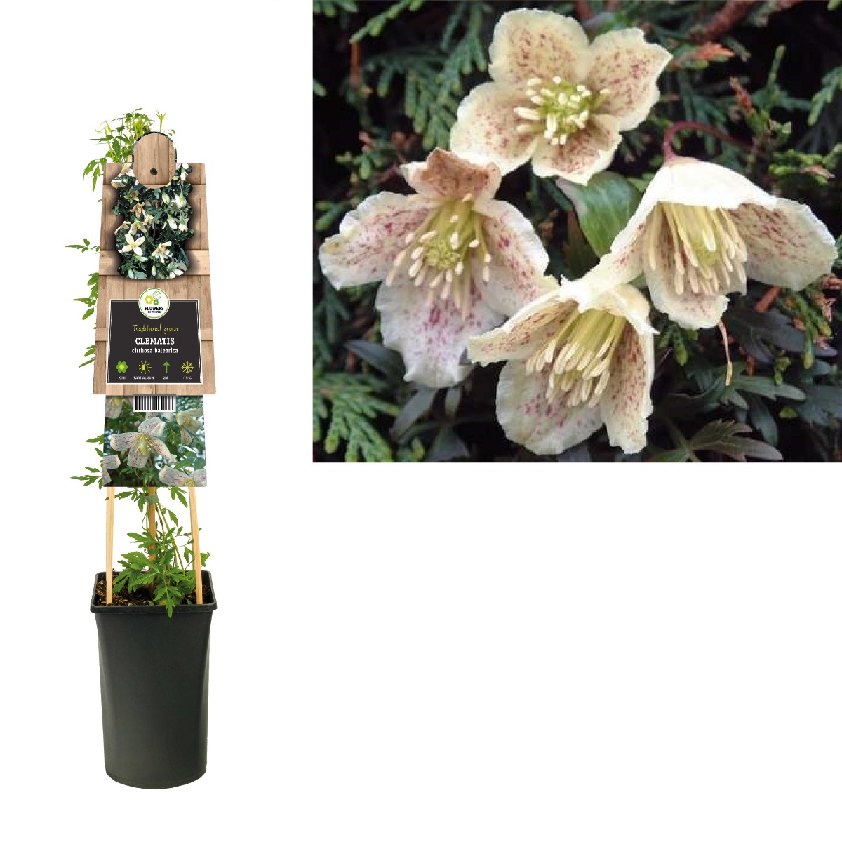Bosrank (Clematis cirrhosa balearica) H 75