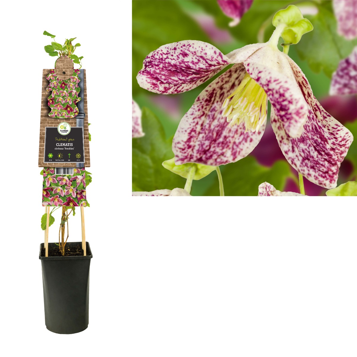 Bosrank (Clematis cirrhosa 'Freckles') H 75
