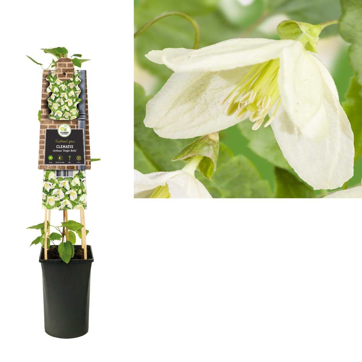 Bosrank (Clematis cirrhosa 'Jingle Bells') H 75
