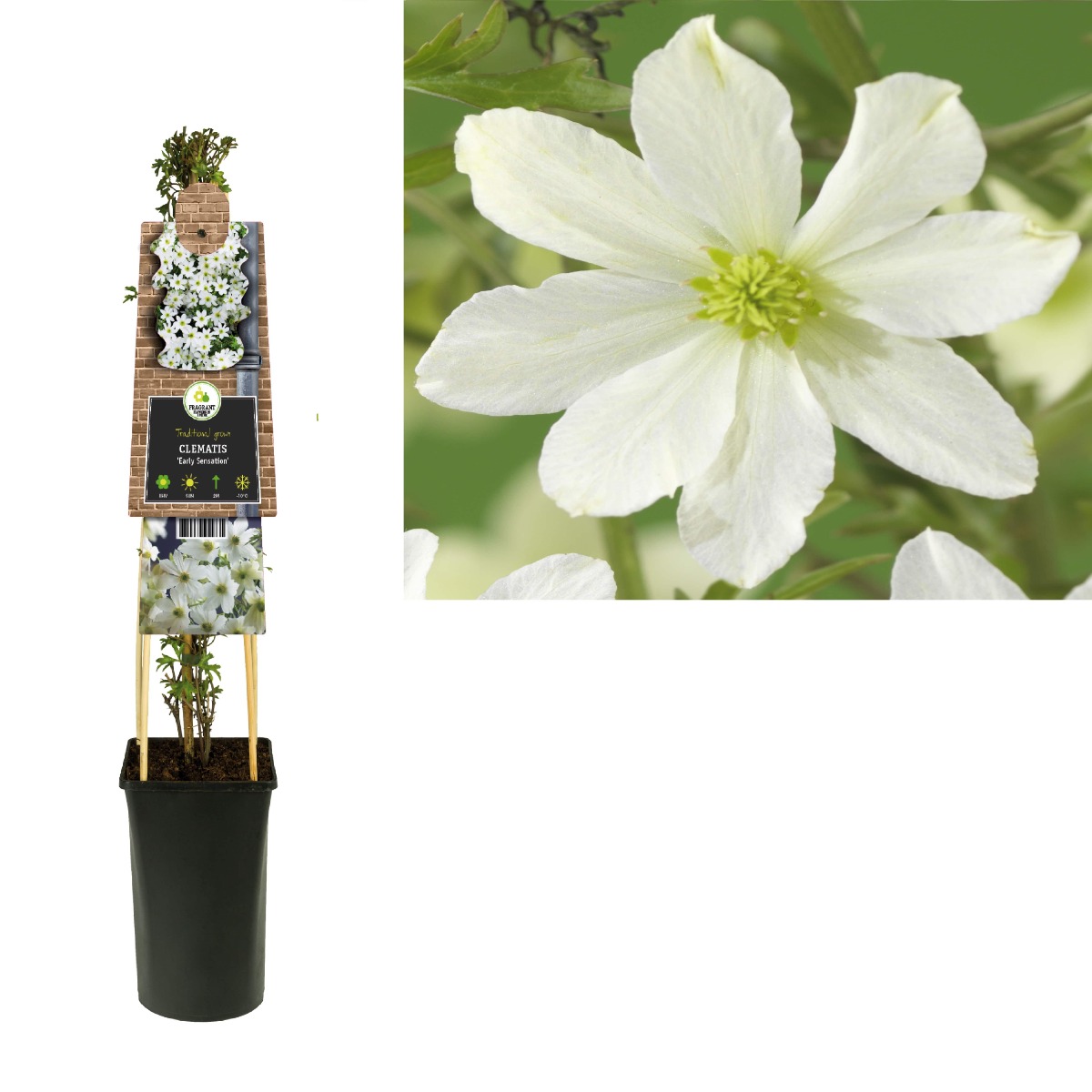 Bosrank (Clematis 'Early Sensation') H 75