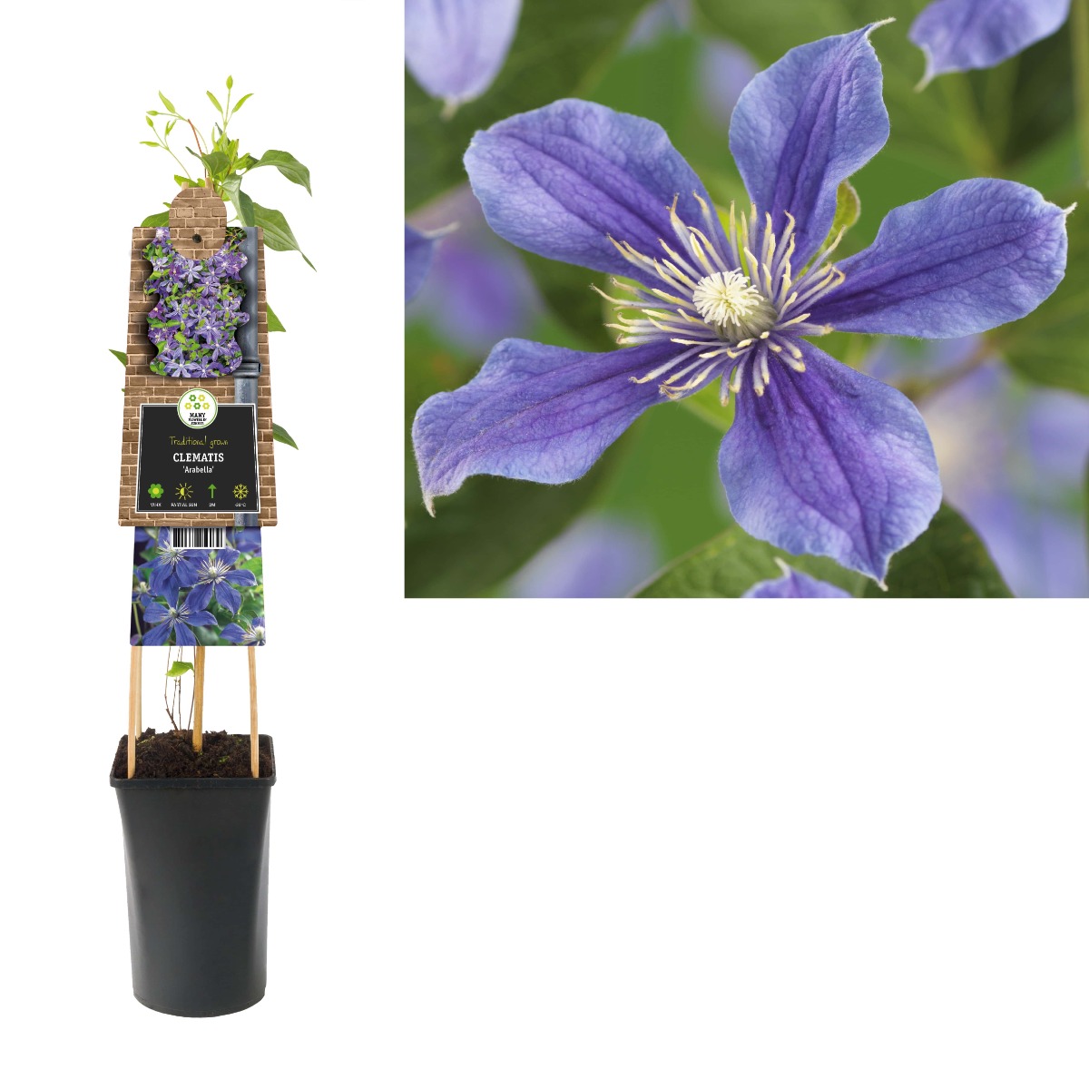 Bosrank (Clematis 'Arabella') H 75
