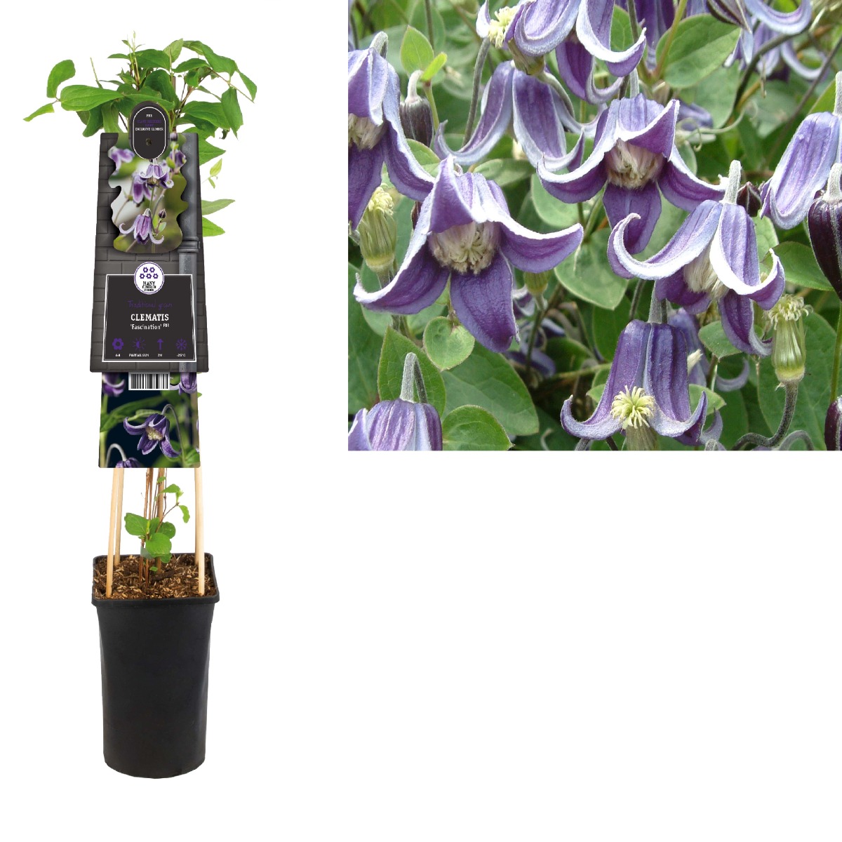 Bosrank (Clematis 'Fascination' PBR) H 75