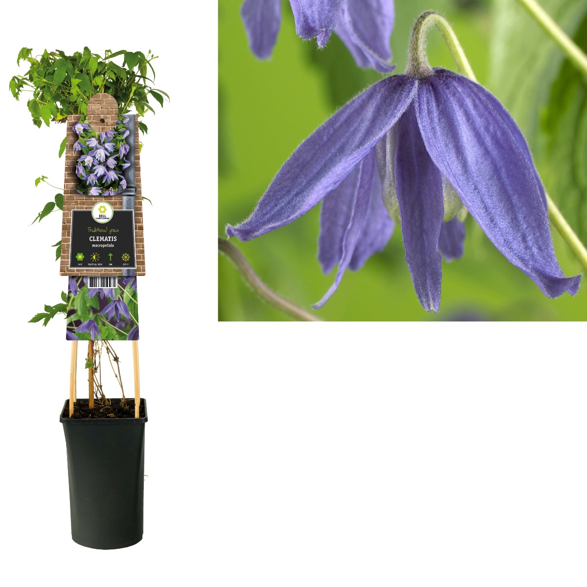 Bosrank (Clematis macropetala) H 75