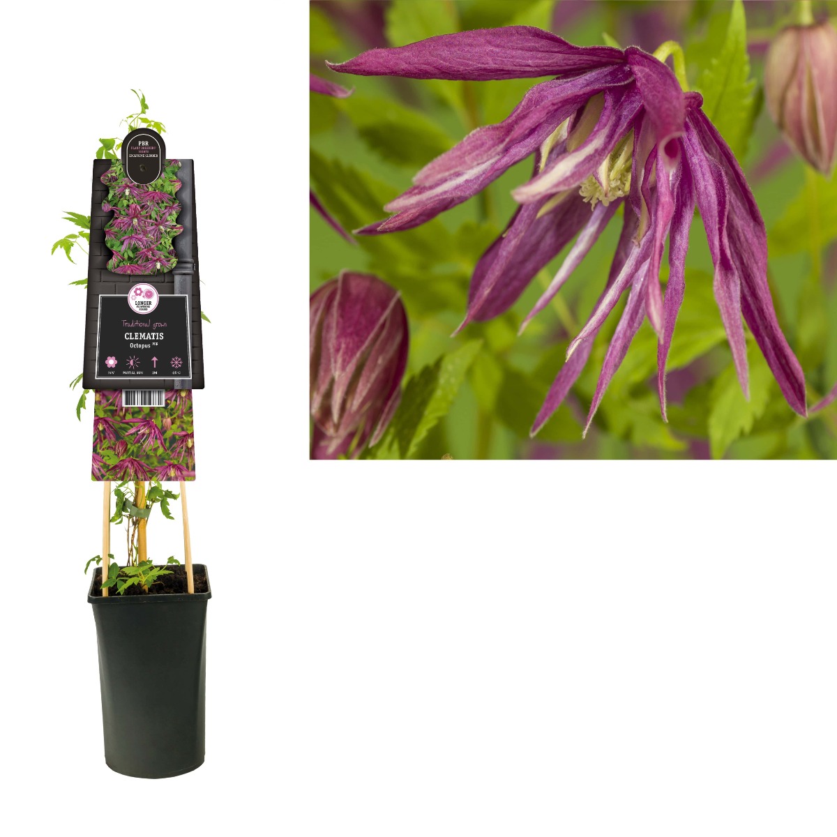 Bosrank (Clematis Octopus PBR) H 75