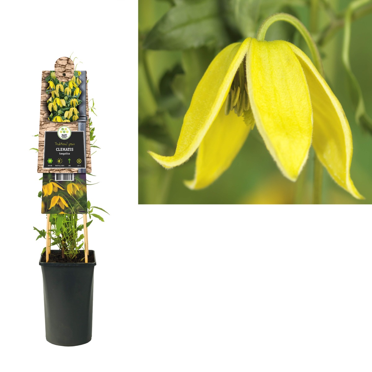 Bosrank (Clematis tangutica) H 75