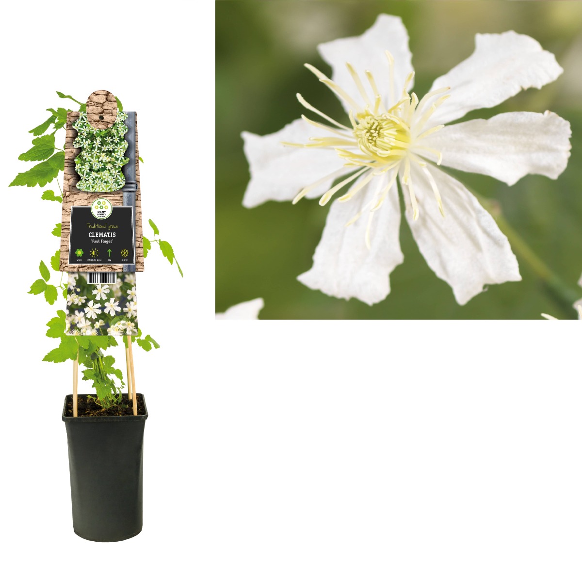 Bosrank (Clematis 'Paul Farges') H 75
