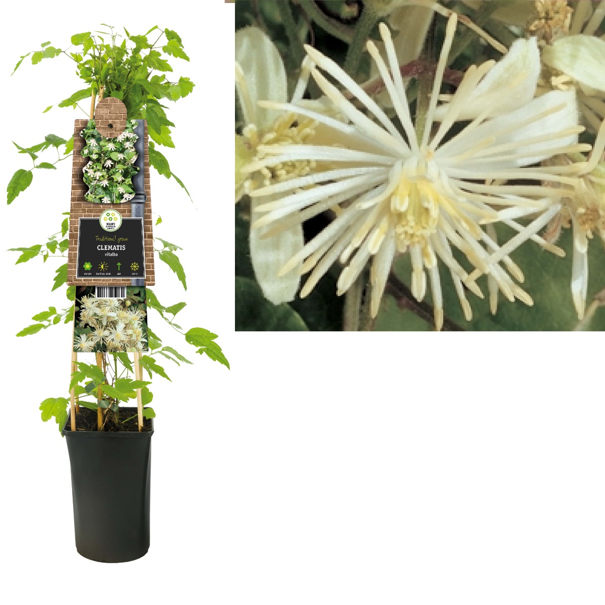 Bosrank (Clematis vitalba) H 75