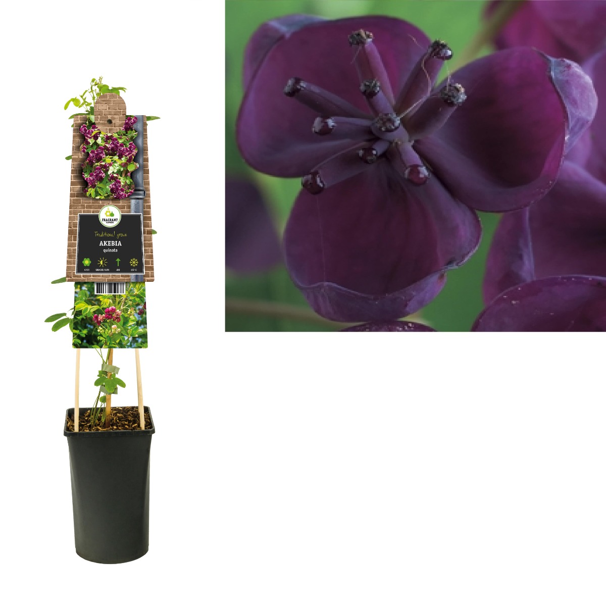 Schijnaugurk (Akebia quinata) H 75