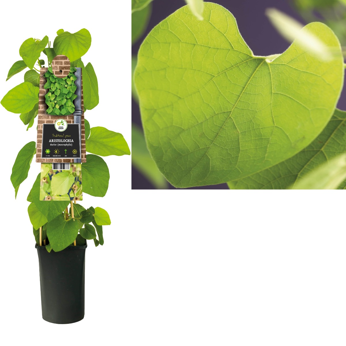 Aristolochia durior (macrophylla) H 75