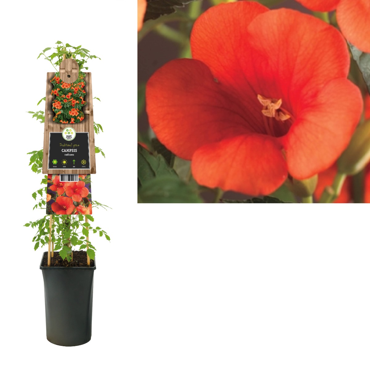 Trompetbloem (Campsis radicans) H 75