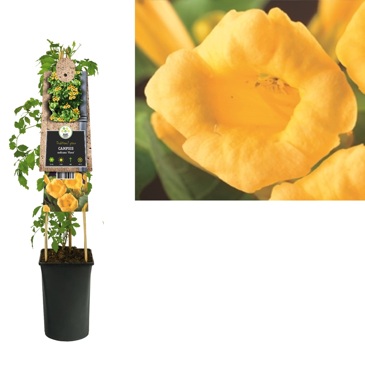 Trompetbloem (Campsis radicans 'Flava') H 75
