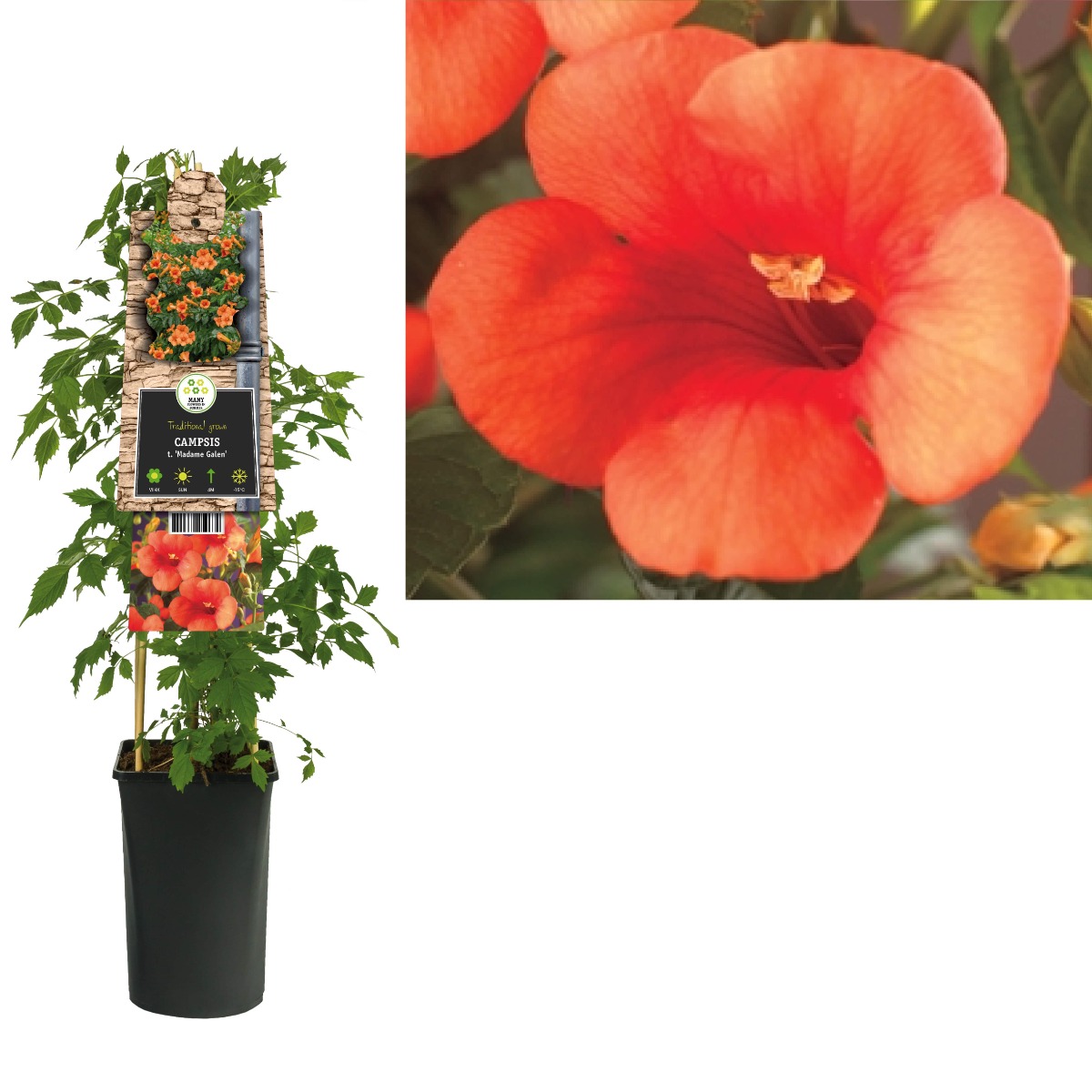 Trompetbloem (Campsis t. 'Madame Galen') H 75