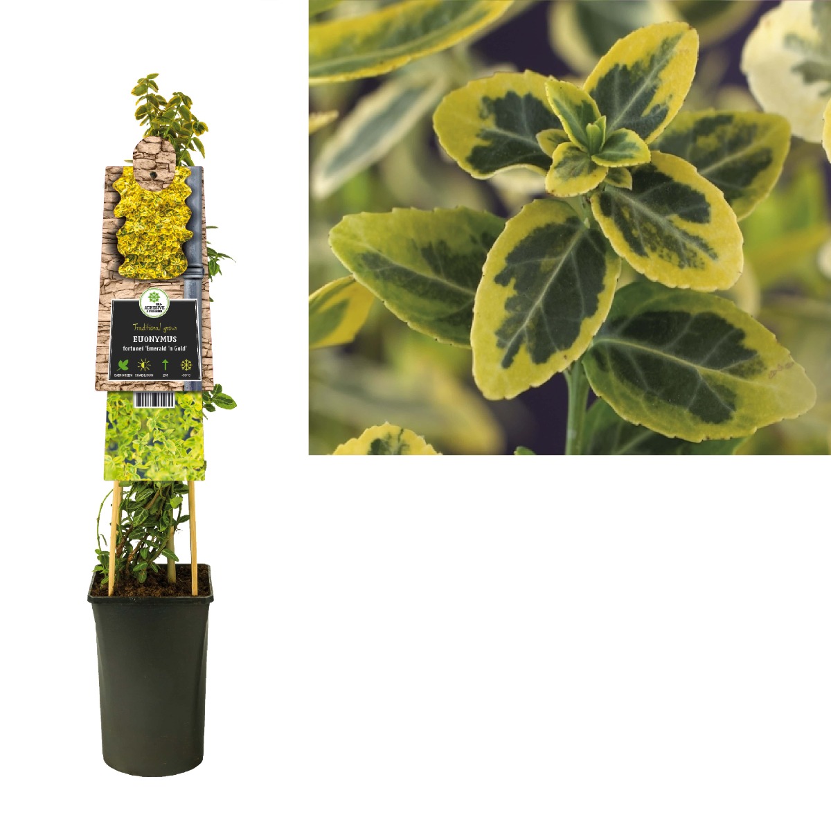 Kardinaalmuts (Euonymus fortunei 'Emerald 'n' Gold') H 75