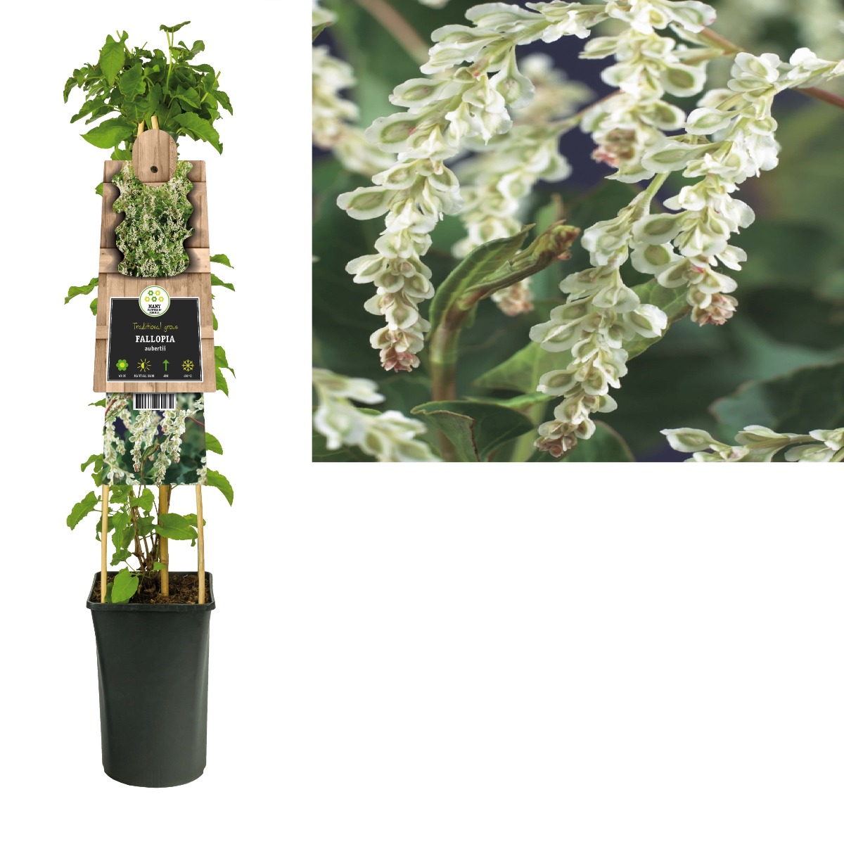 Bruidssluier (Fallopia aubertii) H 75