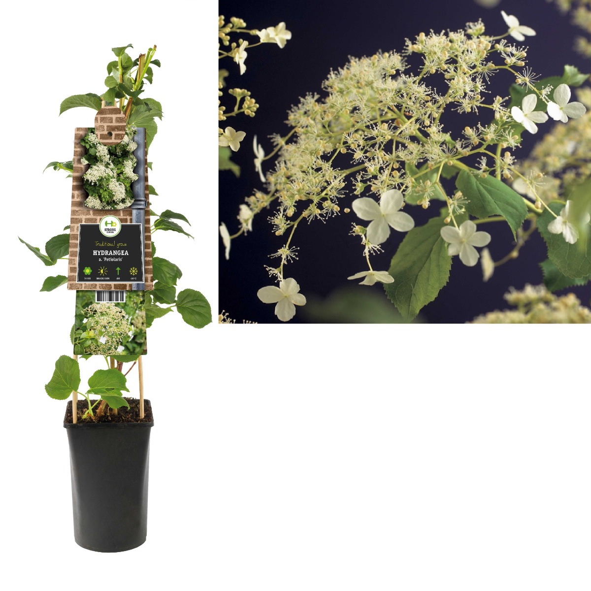 Klimhortensia (Hydrangea a. 'Petiolaris') H 75