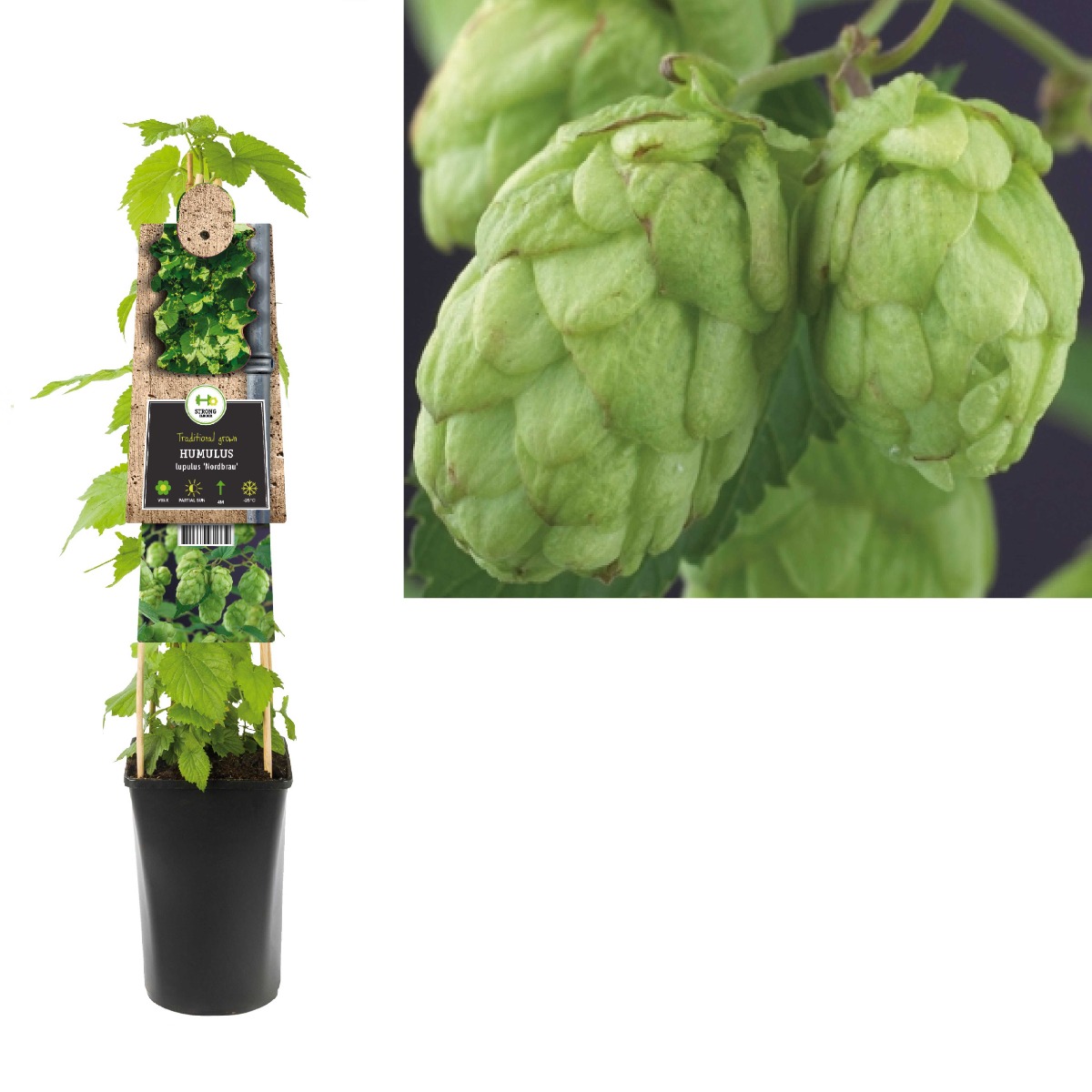 Hop (Humulus lupulus 'Nordbrau') H 75