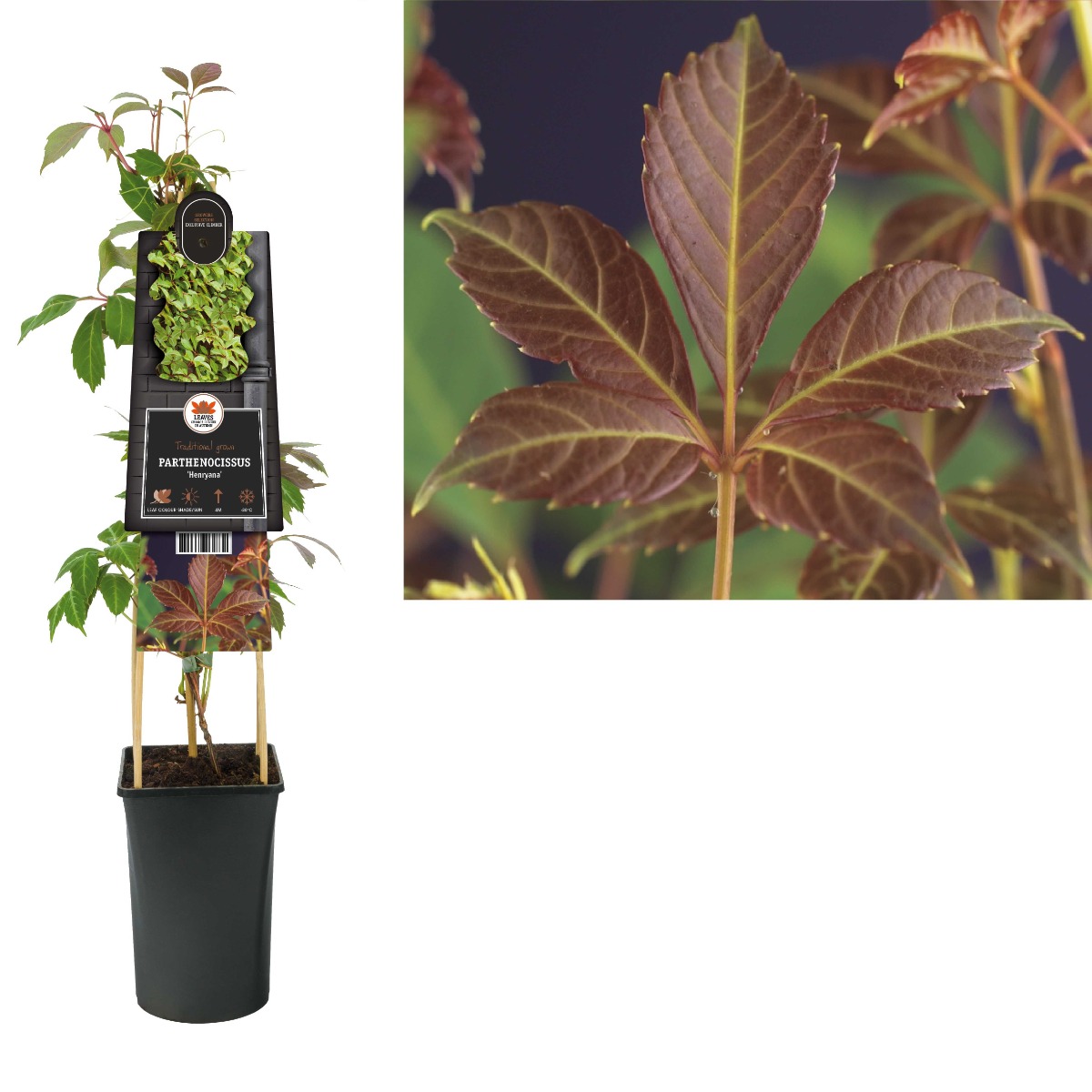 Wilde wingerd (Parthenocissus 'Henryana') H 75