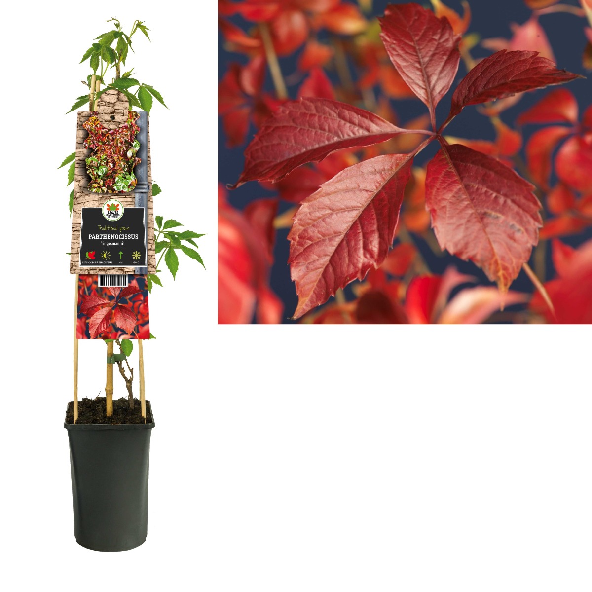 Wilde wingerd (Parthenocissus 'Engelmannii') H 75