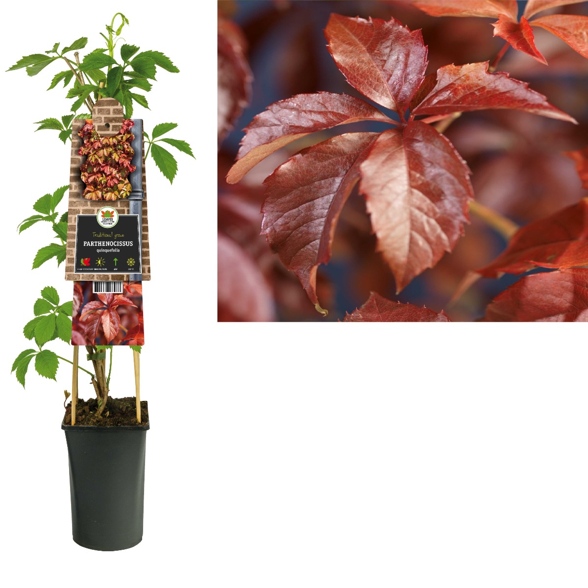 Wilde wingerd (Parthenocissus quinquefolia) H 75