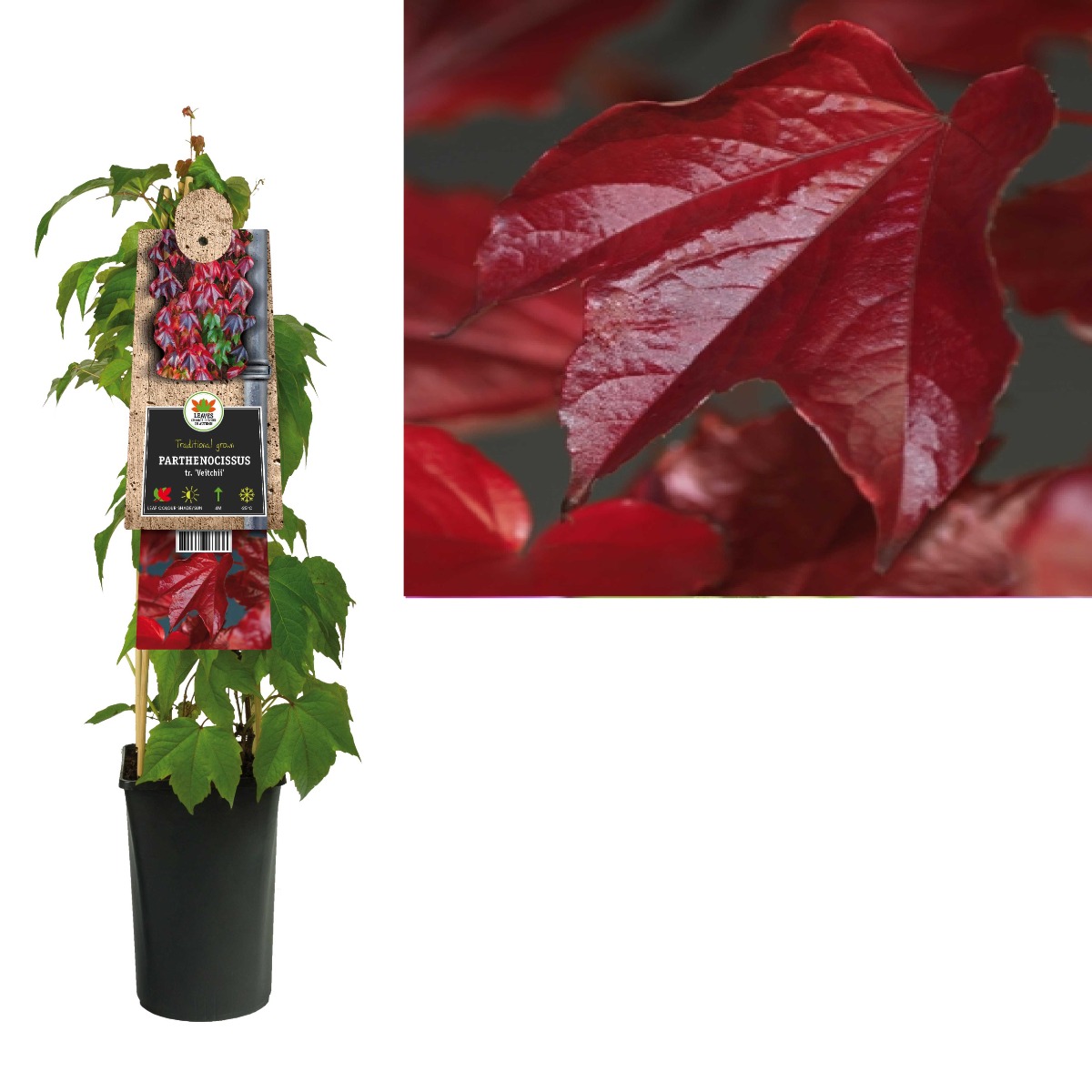 Wilde wingerd (Parthenocissus tr. 'Veitchii') H 75