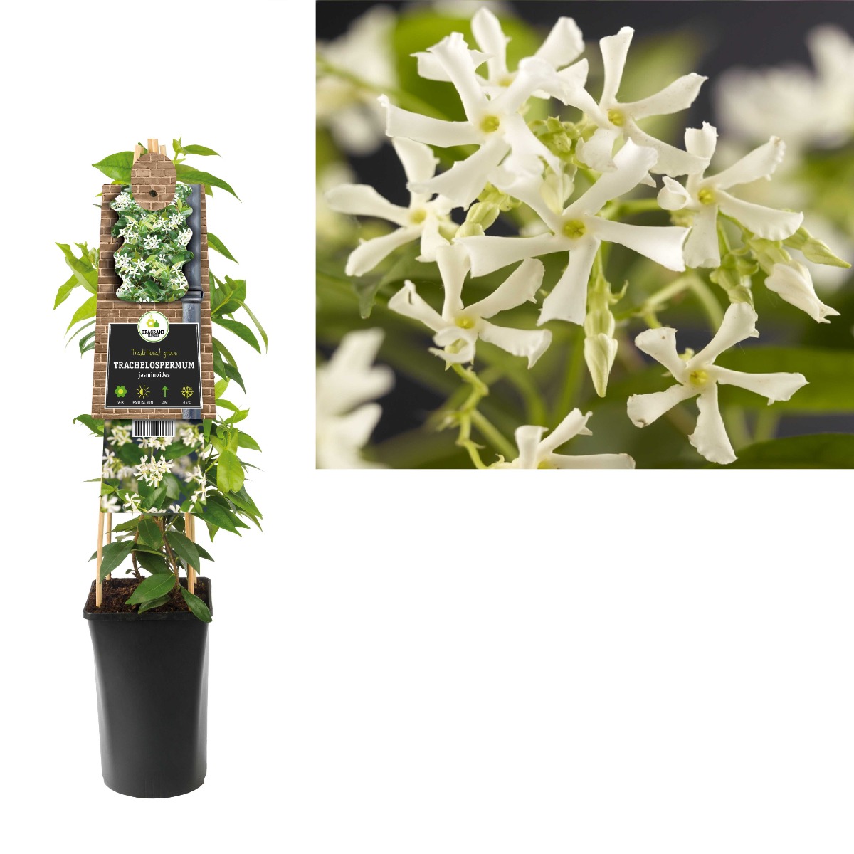 Toscaanse Jasmijn (Trachelospermum jasminoides) H 75