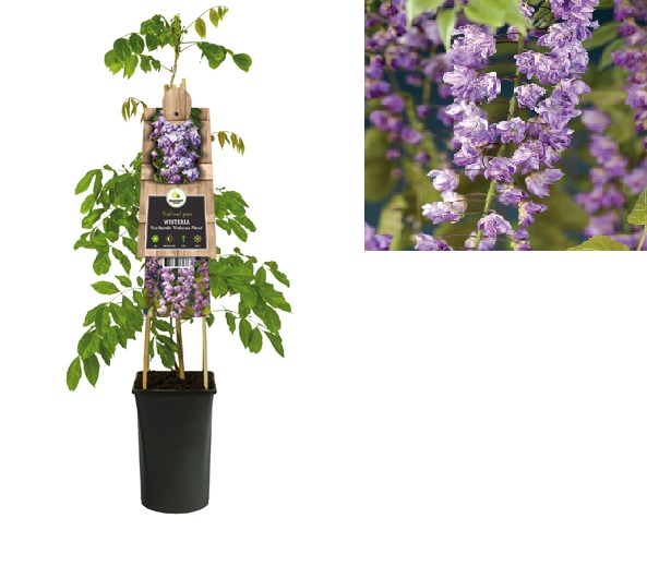 Blauwe regen (Wisteria floribunda 'Violacea Plena') H 75