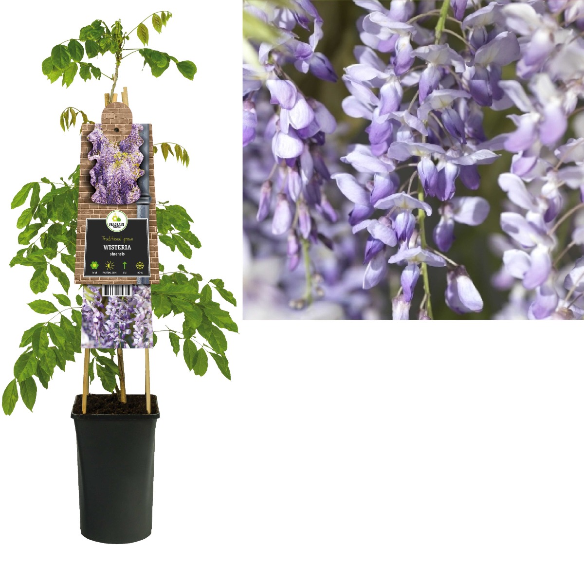 Blauwe regen (Wisteria sinensis) H 75