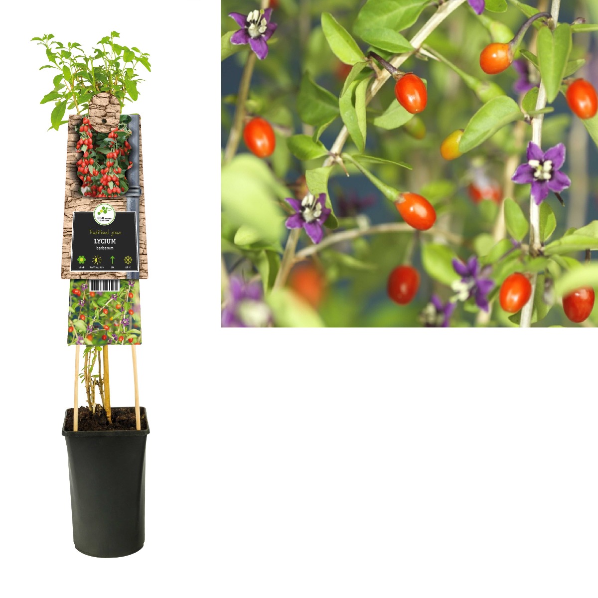 Goji bes (Lycium barbarum) H 75