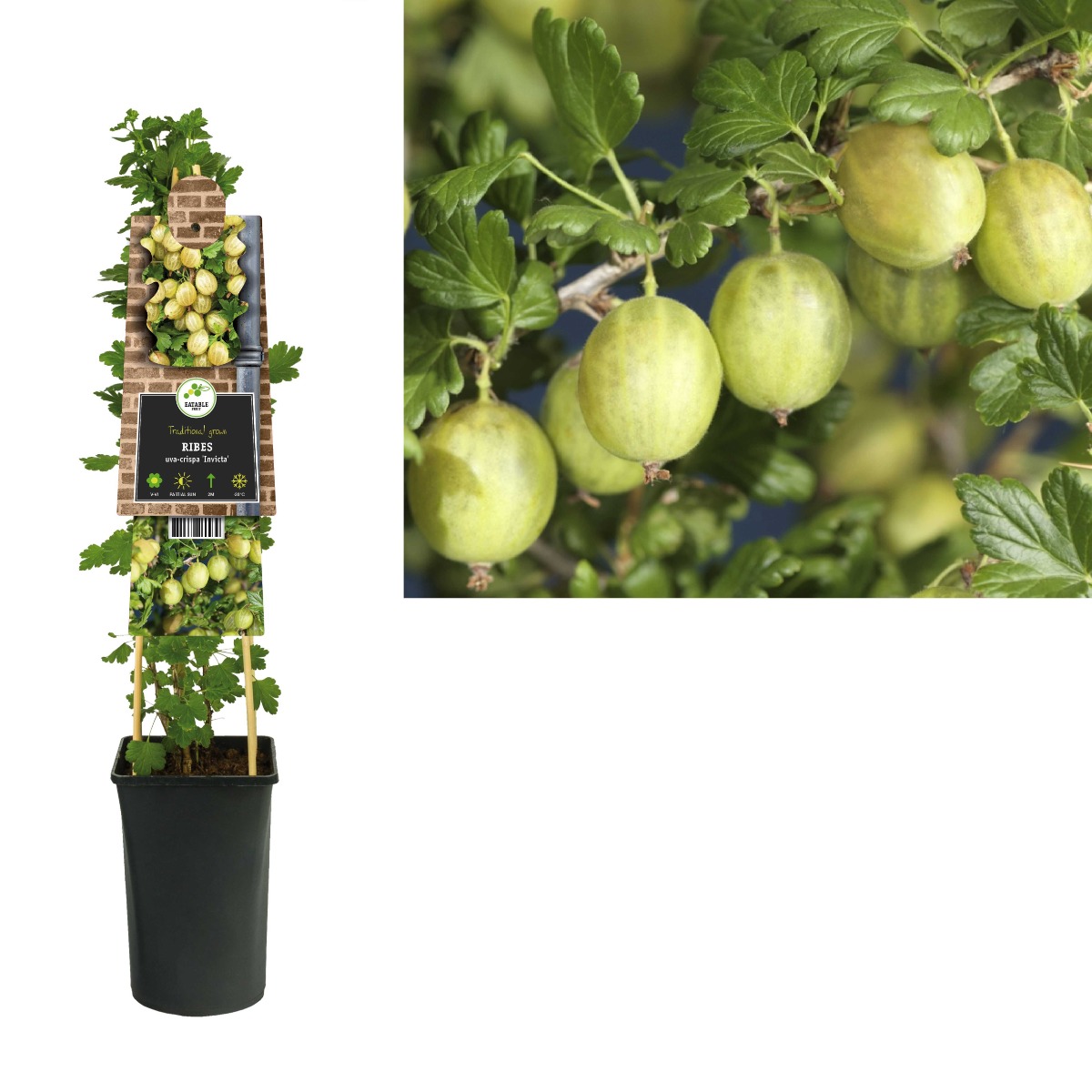 Kruisbes (Ribes uva-crispa 'Invicta') H 75
